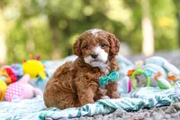 Cooper, a male Cavapoo for sale in Dundee, OH – 8 of 10
