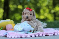 Taylor, a female Maltipoo for sale in Dundee, OH – 5 of 6
