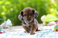 AKC Oscar, a male Miniature Dachshund for sale in Dundee, OH – 3 of 9