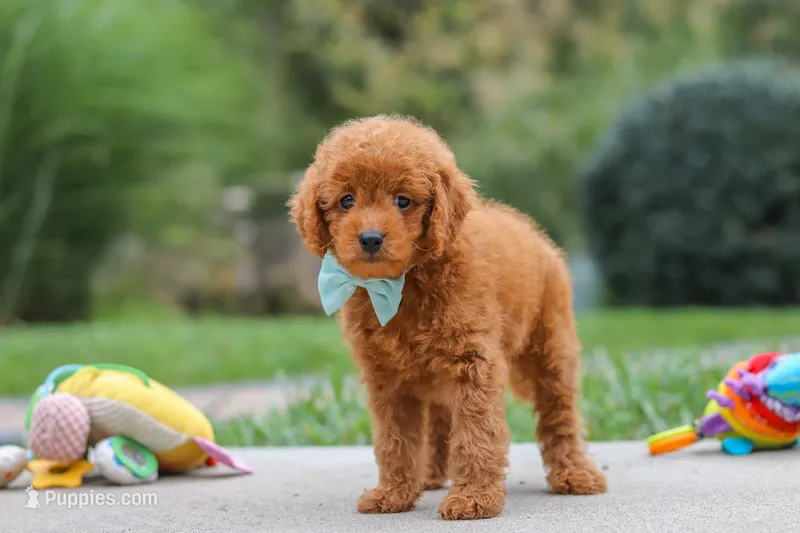Clark – Goldendoodle puppy for sale in Dundee, OH