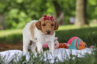 AKC Zoey, a female Poodle - Standard  for sale in Dundee, OH – 7 of 9