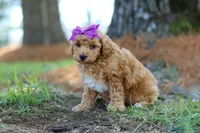 Angela, a female Poodle - Toy  for sale in Dundee, OH – Photo 2 of 7