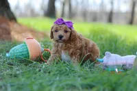 Angela, a female Poodle - Toy  for sale in Dundee, OH – Photo 4 of 7