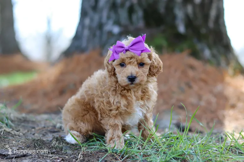 Angela – Poodle - Toy  puppy for sale in Dundee, OH