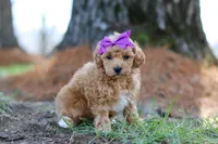 Angela, a female Poodle - Toy  for sale in Dundee, OH – Photo 1 of 7