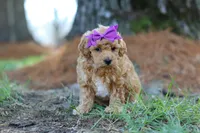 Angela, a female Poodle - Toy  for sale in Dundee, OH – Photo 7 of 7