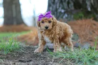 Angela, a female Poodle - Toy  for sale in Dundee, OH – Photo 3 of 7