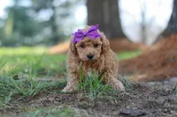 Angela, a female Poodle - Toy  for sale in Dundee, OH – Photo 5 of 7