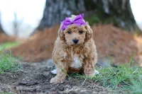Angela, a female Poodle - Toy  for sale in Dundee, OH – Photo 6 of 7