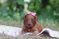 Skye, a female Miniature Goldendoodle for sale in Dundee, OH – 6 of 7