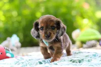AKC Oscar, a male Miniature Dachshund for sale in Dundee, OH – 4 of 9