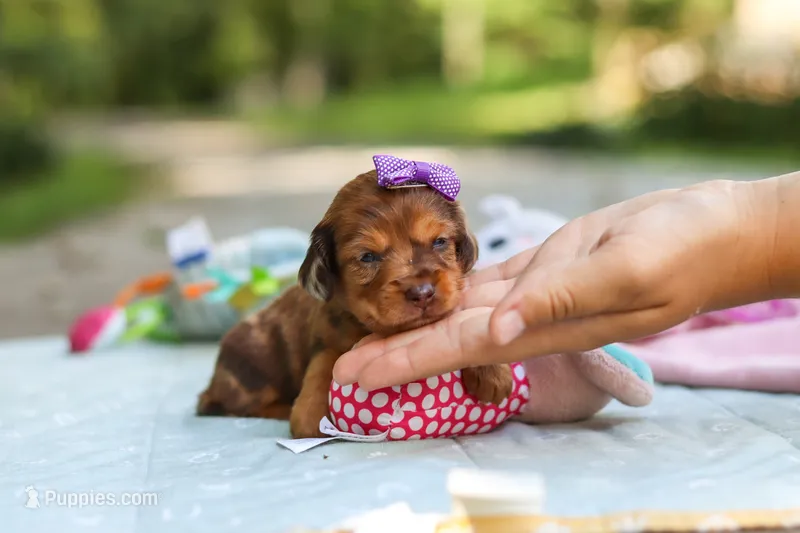 Elle – Miniature Dachshund puppy for sale in Dundee, OH