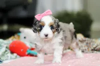 Lexi, a female Miniature Aussiedoodle for sale in Dundee, OH – Photo 5 of 10