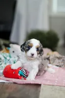 Lexi, a female Miniature Aussiedoodle for sale in Dundee, OH – Photo 10 of 10