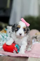Lexi, a female Miniature Aussiedoodle for sale in Dundee, OH – Photo 8 of 10