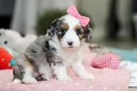 Lexi, a female Miniature Aussiedoodle for sale in Dundee, OH – Photo 3 of 10