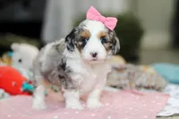 Lexi, a female Miniature Aussiedoodle for sale in Dundee, OH – Photo 6 of 10