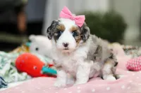 Lexi, a female Miniature Aussiedoodle for sale in Dundee, OH – Photo 1 of 10