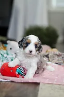 Lexi, a female Miniature Aussiedoodle for sale in Dundee, OH – Photo 9 of 10