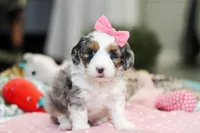 Lexi, a female Miniature Aussiedoodle for sale in Dundee, OH – Photo 2 of 10