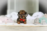 AKC Oscar, a male Miniature Dachshund for sale in Dundee, OH – 5 of 8