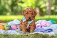 Caleb, a male Miniature Goldendoodle for sale in Dundee, OH – 5 of 10