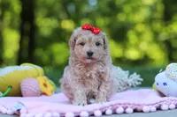 Taylor, a female Maltipoo for sale in Dundee, OH – 4 of 6
