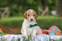AKC Nash, a male Poodle - Standard  for sale in Dundee, OH – 4 of 8
