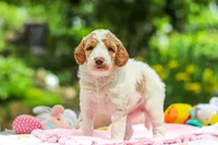 AKC Blossom, a female Poodle - Standard  for sale in Dundee, OH – 7 of 10