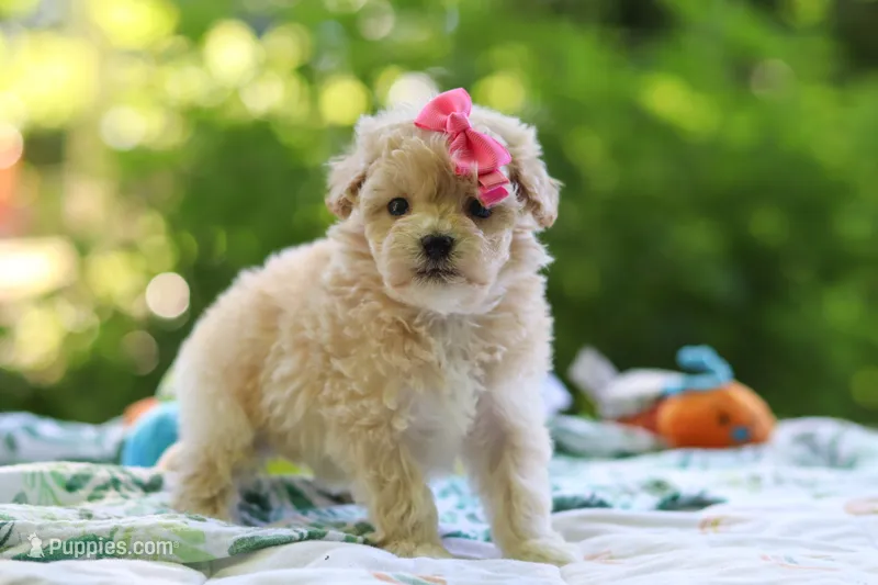 Nicole – Maltipoo puppy for sale in Dundee, OH