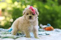 Nicole, a female Maltipoo for sale in Dundee, OH – 1 of 6
