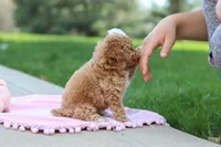 Callie, a female Poodle - Toy  for sale in Dundee, OH – Photo 7 of 8
