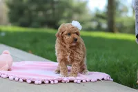 Callie, a female Poodle - Toy  for sale in Dundee, OH – Photo 2 of 8