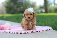 Callie, a female Poodle - Toy  for sale in Dundee, OH – Photo 3 of 8