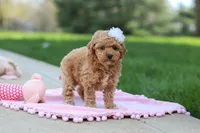 Callie, a female Poodle - Toy  for sale in Dundee, OH – Photo 8 of 8