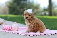 Callie, a female Poodle - Toy  for sale in Dundee, OH – Photo 5 of 8