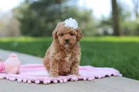 Callie, a female Poodle - Toy  for sale in Dundee, OH – Photo 4 of 8