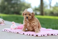 Callie, a female Poodle - Toy  for sale in Dundee, OH – Photo 1 of 8