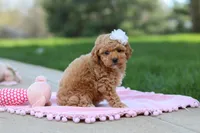 Callie, a female Poodle - Toy  for sale in Dundee, OH – Photo 6 of 8