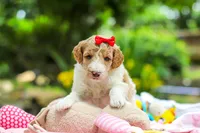 AKC Willow, a female Poodle - Standard  for sale in Dundee, OH – 7 of 8