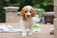 AKC Millie, a female Poodle - Standard  for sale in Dundee, OH – 5 of 10