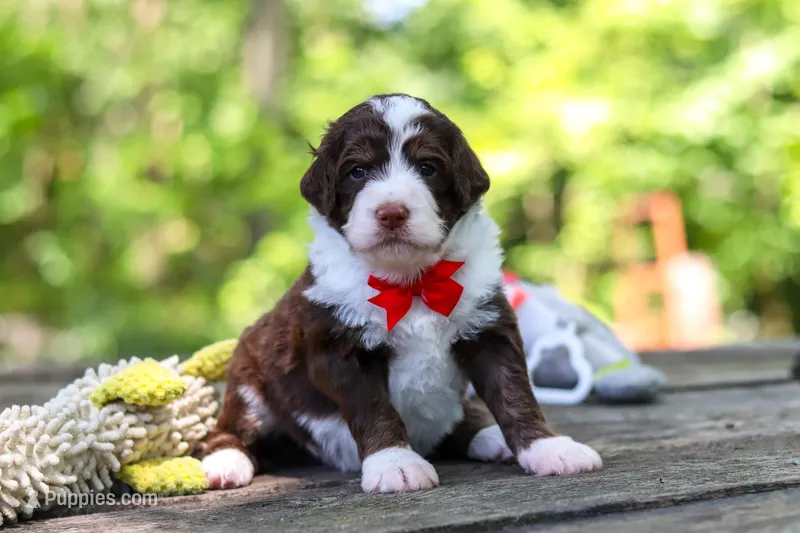 Maverick – Bernedoodle puppy for sale in Dundee, OH