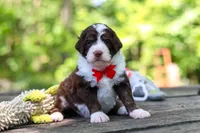 Maverick, a male Bernedoodle for sale in Dundee, OH – 1 of 10