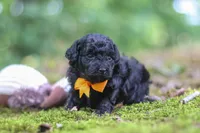 AKC Wilson, a male Poodle - Toy  for sale in Dundee, OH – 9 of 9