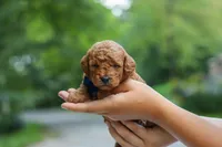 Bluey, a male Goldendoodle for sale in Dundee, OH – 4 of 7