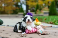 Lala, a female Bernedoodle for sale in Dundee, OH – 3 of 6