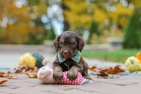 Nemo, a male Bernedoodle for sale in Dundee, OH – 3 of 8