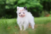 Kitty, a female Pomeranian for sale in Dundee, OH – 3 of 10
