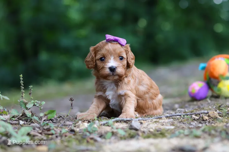 Vivian – Cavapoo puppy for sale in Dundee, OH