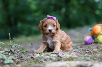 Vivian, a female Cavapoo for sale in Dundee, OH – 1 of 10